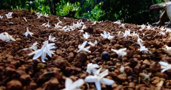 Hoa cà phê “trái mùa”: Vẫn đậm sắc, toả hương