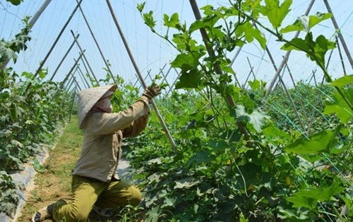 Chứng chỉ VietGap cũng được bán - mua