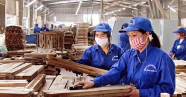 Cổ phiếu Gỗ Trường Thành (TTF) tiếp tục trong diện kiểm soát, có khả năng bị hủy niêm yết