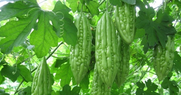 Tác dụng phụ "chết người" của mướp đắng