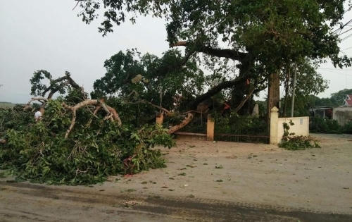 Nghệ An: Cây đa cổ thụ gãy đổ khiến 4 học sinh bị thương