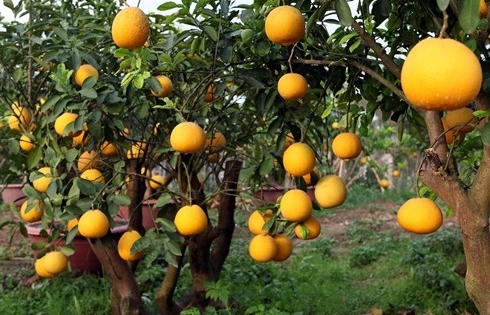 Chọn mua quà gì biếu sếp Tết này?