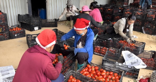 Sa Pa (Lào Cai): Hàng trăm tấn cà chua có nguy cơ đổ bỏ vì không thể vận chuyển đi tiêu thụ