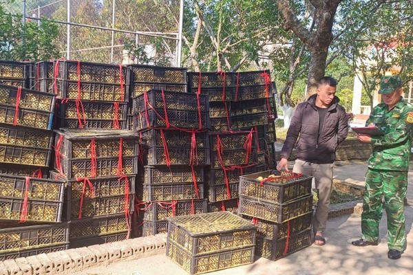 Quảng Ninh: Bắt nghi phạm vận chuyển hơn 42 nghìn con vịt giống không rõ nguồn gốc xuất xứ