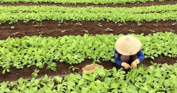 Rau nhà giàu: Đắt gấp đôi bò Mỹ, đỡ tiền mua thuốc