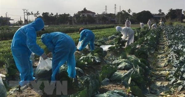 Chung tay 'giải cứu' nông sản trong đợt dịch COVID-19 ở Hải Dương