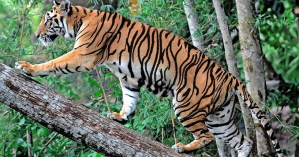 Sơn La xuất hiện 2 cá thể hổ ở huyện Mộc Châu