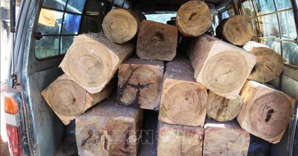 Bị phát hiện chở hàng chục lóng gỗ lậu, chủ hàng và lái xe 'bỏ của chạy lấy người'