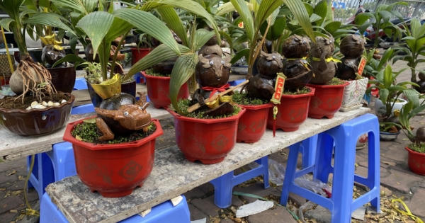 Kiểng trâu thu hút du khách