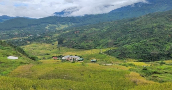 Mùa vàng quanh đỉnh Ngọc Linh