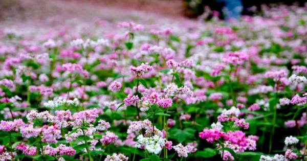 Chủ vườn hoa tam giác mạch khốn đốn vì khách du lịch ý thức kém