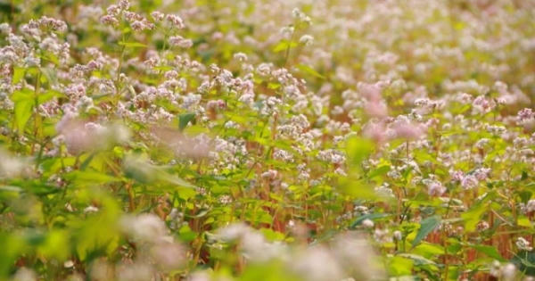 Ngắm hoa tam giác mạch nở trái mùa 'có một không hai' ở Ninh Bình