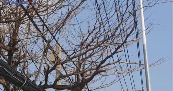 TP HCM: Cây chết khô bất thường, nguy cơ gãy đổ trúng người đi đường