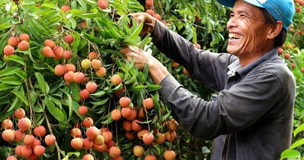 Hải Dương: Khoảng 40 nghìn tấn vải Thanh Hà sắp vào vụ