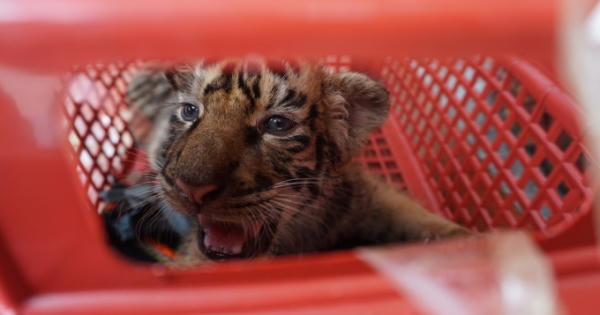 7 cá thể hổ đông dương được giải cứu về với Vườn quốc gia Pù Mát