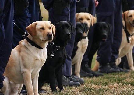 Huy động chó nghiệp vụ lùng bắt hung thủ vụ thảm sát ở Phìn Ngan