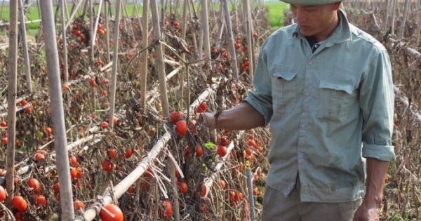 Cà chua chín đỏ ruộng, không ai mua… dân xót xa để rụng, thối ngoài đồng
