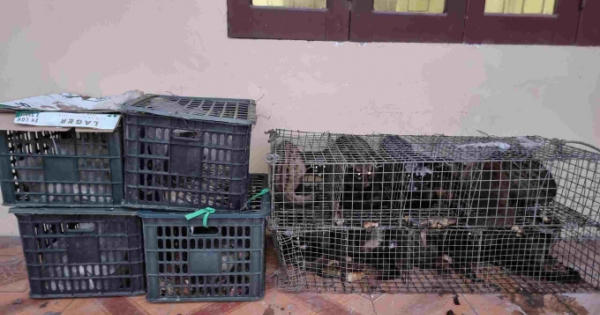 Nhím, cầy hương “chui” xe khách