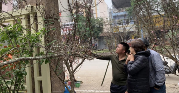 Bán cành đào dân bản có tiền ăn Tết, không thể ách tắc vì 1 con tem