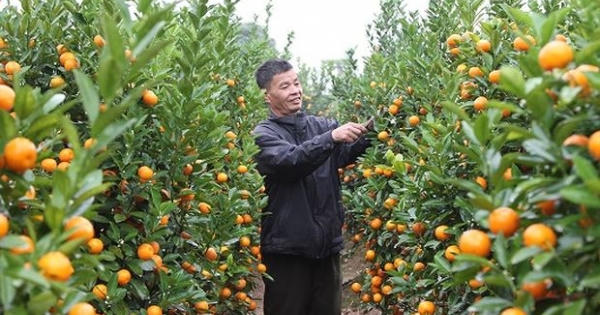 Ngập tràn sắc hoa Xuân dọc triền đê sông Hồng