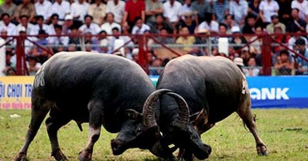 Lễ hội 2018 'nóng' chuyện chọi trâu