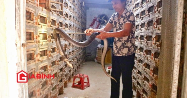 “Tử thần” làng rắn gọi tên: Có thuốc vẫn không kịp cứu chữa “Tử thần” làng rắn gọi tên: Có thuốc vẫn không kịp cứu chữa