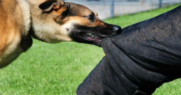 Bị chó dại cắn, người đàn ông ở huyện Krông Búk thiệt mạng