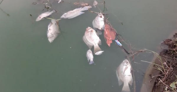 Đà Nẵng: Gần 2 km kênh đổi màu xanh bất thường và bốc mùi