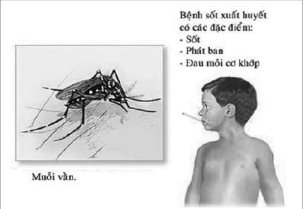 Nguy cơ tai biến khi dùng aspirin hạ sốt với người mắc sốt xuất huyết