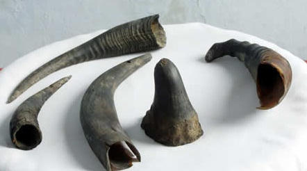 Lừa bán xương hổ, sừng tê giác giả để chiếm đoạt tài sản