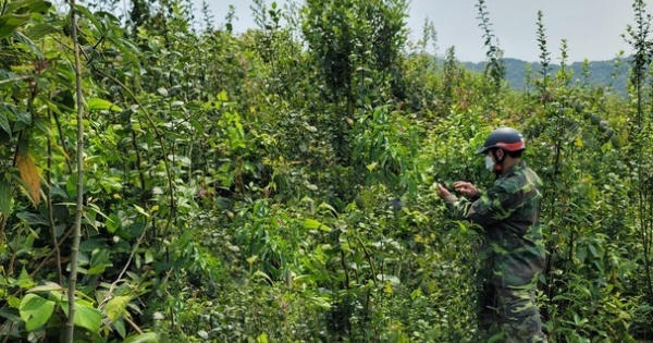 Nghệ An: Phát hiện thi thể người đàn ông đang phân hủy trên rẫy