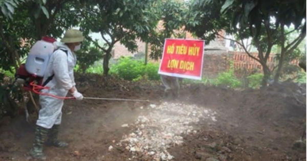 Nỗ lực ngăn chặn dịch tả lợn châu Phi phát tán Nỗ lực ngăn chặn dịch tả lợn châu Phi phát tán