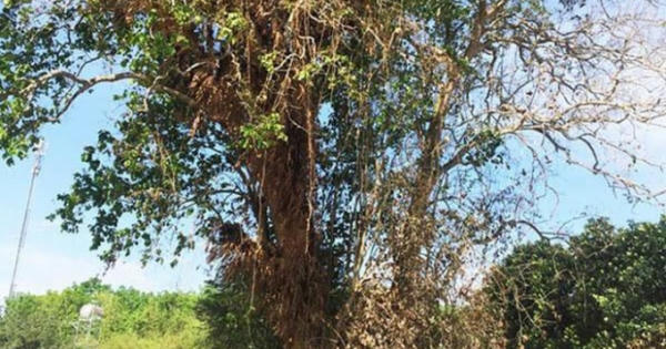 Đôi tình nhân quyên sinh dưới gốc cây và chuyện 'cây tử thần' ở Sài Gòn