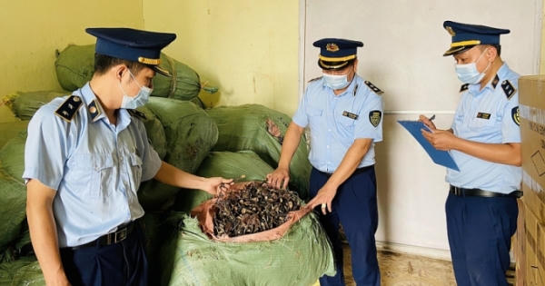 Vận chuyển gần 6 tạ nấm Lim và nấm Linh Chi không rõ nguồn gốc, tháo chạy khi bị phát hiện