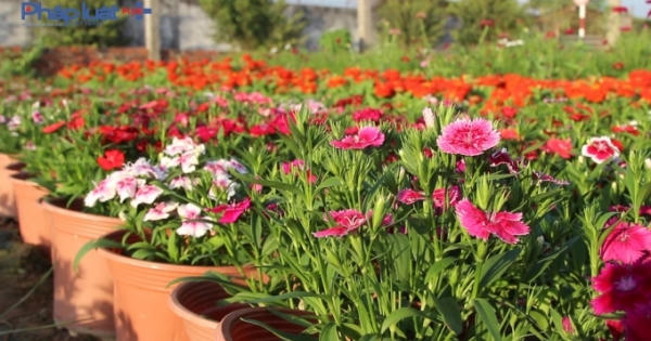 Cánh đồng hoa ngoại ô TP HCM khoe sắc Cánh đồng hoa ngoại ô TP HCM khoe sắc