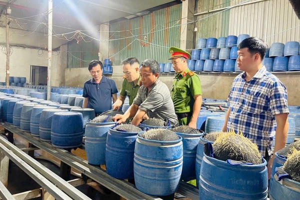 Lào Cai: Triệt phá 2 cơ sở dùng hóa chất độc hại để sản xuất hàng trăm tấn giá đỗ bán ra thị trường