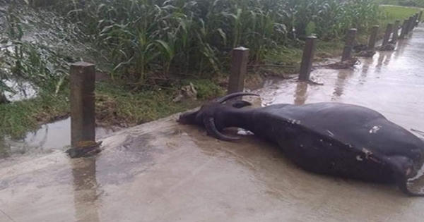 Mưa lớn cuốn trôi 14 cây cầu, gây nhiều thiệt hại ở Yên Bái