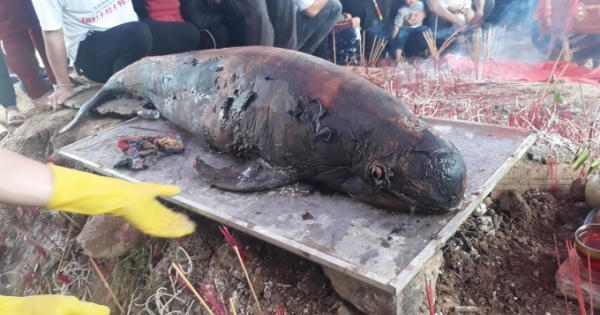 Nghệ An: Ngư dân quyên góp tiền làm lễ an táng cho cá ông dạt vào cửa sông