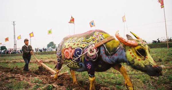 Ngắm nhìn lễ hội đẹp nhất năm con trâu nhưng bị hủy đáng tiếc do dịch Covid-19