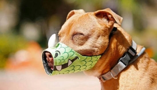 Bản tin Pháp luật Plus: Nhiều tranh cãi quanh việc xử lí hành vi đưa chó ra đường mà không rọ mõm