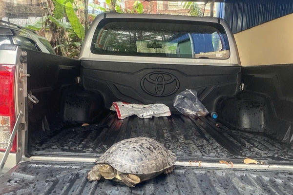 Giải cứu chú rùa Giải cứu chú rùa