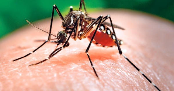 Long An: Tăng cường ngăn chặn dịch bệnh Chikungunya đang lây truyền tại Campuchia
