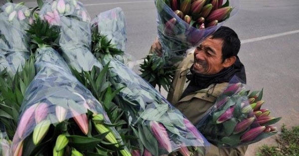 Lỗ bạc tỷ vì hoa ly nở sớm, người dân Tây Tựu "khóc ròng"