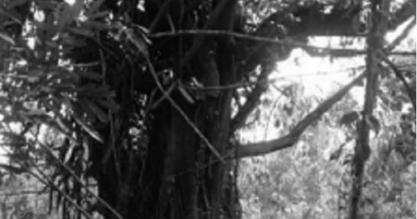 Nghi án lập khống hồ sơ: Cây “khủng” bị tạm giữ ở quảng ngãi vẫn… xanh tốt ở phú yên