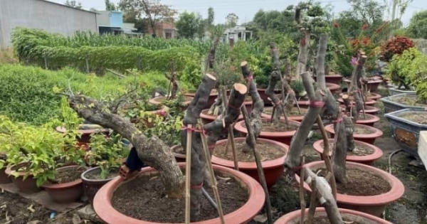 Bắt đối tượng cưa trộm hàng loạt cây cảnh tại TP Vũng tàu