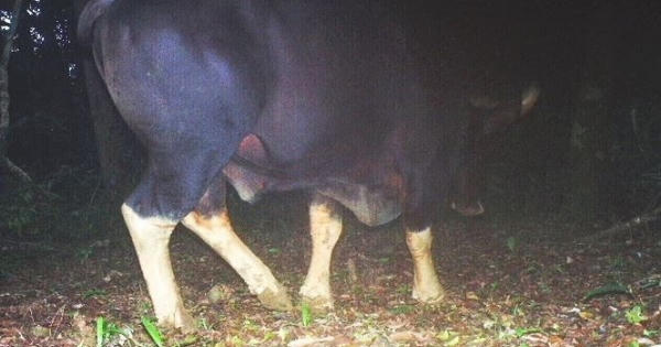 3 cá thể bò tót xuất hiện gần suối nước nóng Bang ở Quảng Bình