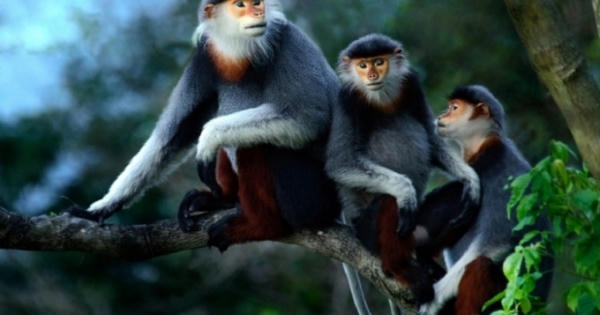 Rừng Sơn Trà bị tàn phá Rừng Sơn Trà bị tàn phá