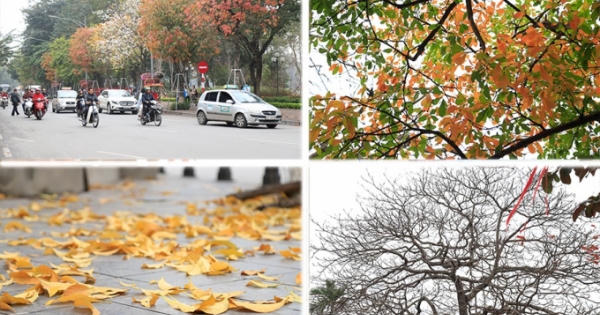 Hà Nội đẹp đến nao lòng mùa cây thay lá Hà Nội đẹp đến nao lòng mùa cây thay lá