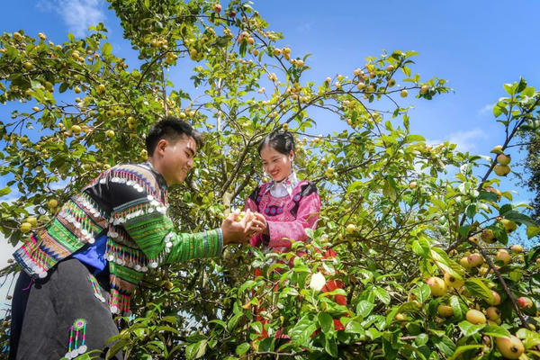 Khát vọng đưa quả táo mèo Nậm Nghẹp thành “mỏ vàng” cho vùng đất Ngọc Chiến Khát vọng đưa quả táo mèo Nậm Nghẹp thành “mỏ vàng” cho vùng đất Ngọc Chiến