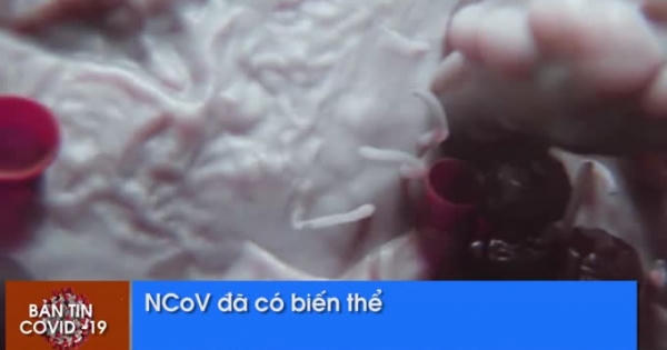 Bản tin Covid-19 ngày 12/3: nCoV đã có biến thể, Việt Nam lên phương án cách ly trên diện rộng